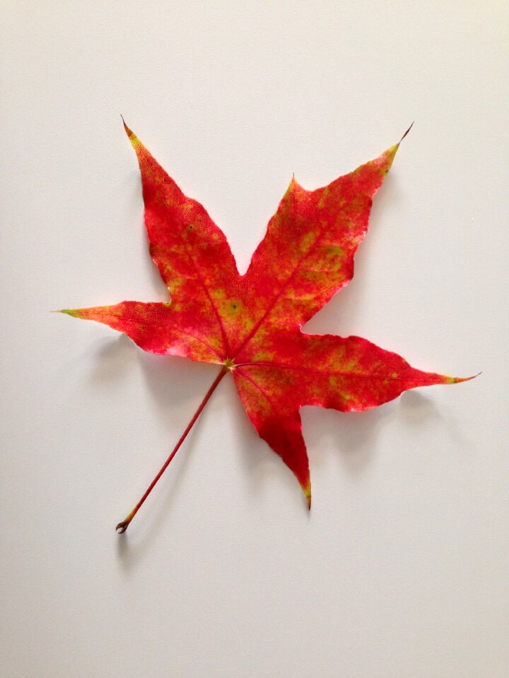 Autumn plant the leaves