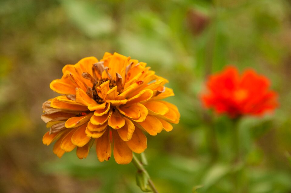 Photograph yellow flower chrysanthemum
