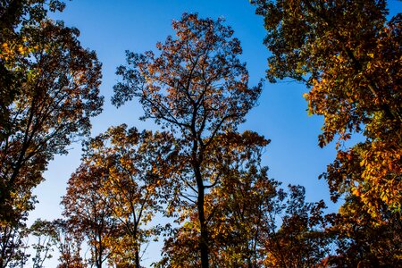 Blue forest golden autumn photo