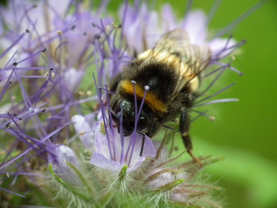 Bloom nature insect