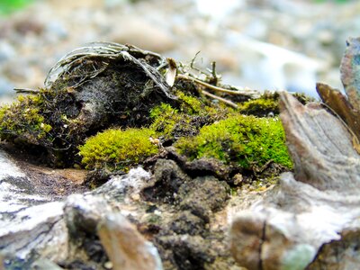 Green forest environment photo