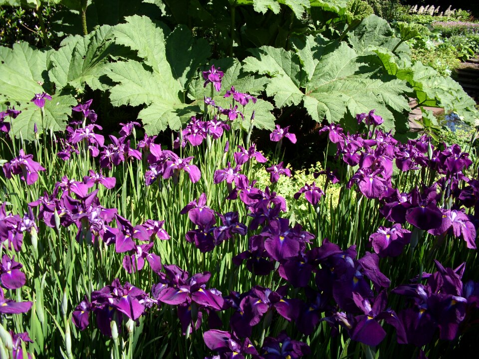 Floral botanical