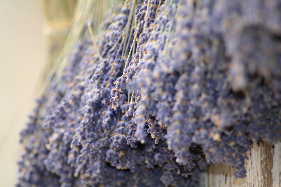 Provence nature france
