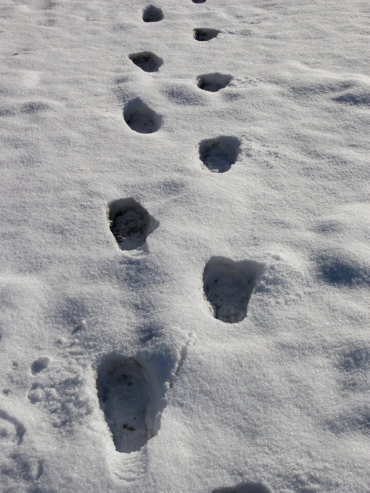 Winter tracks foot tracks