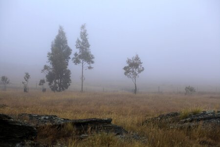 Light morning eucalyptus