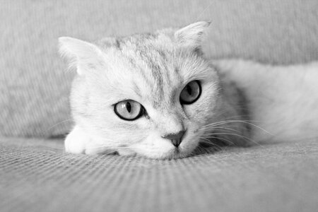 Cat folds black and white photo
