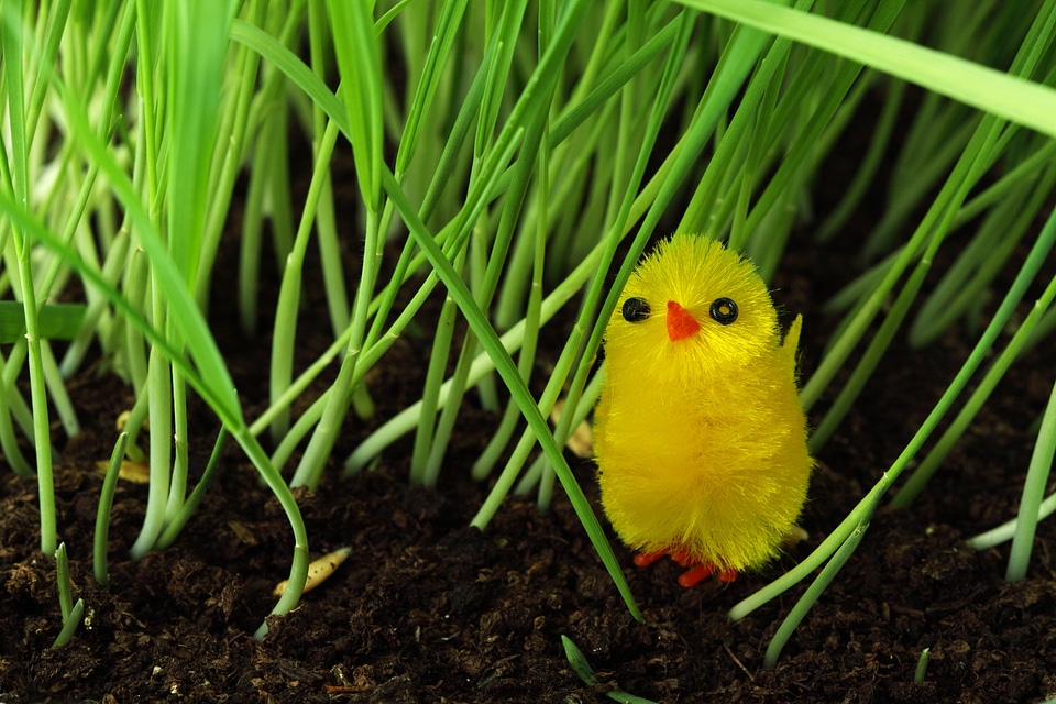 Chicken cute easter photo
