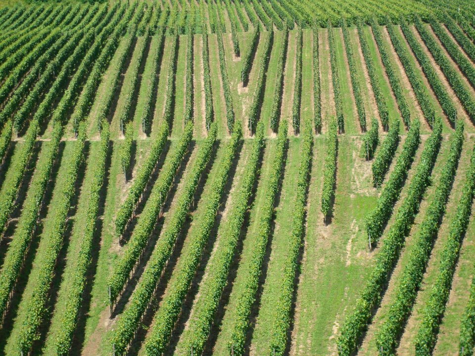 Landscape wine germany