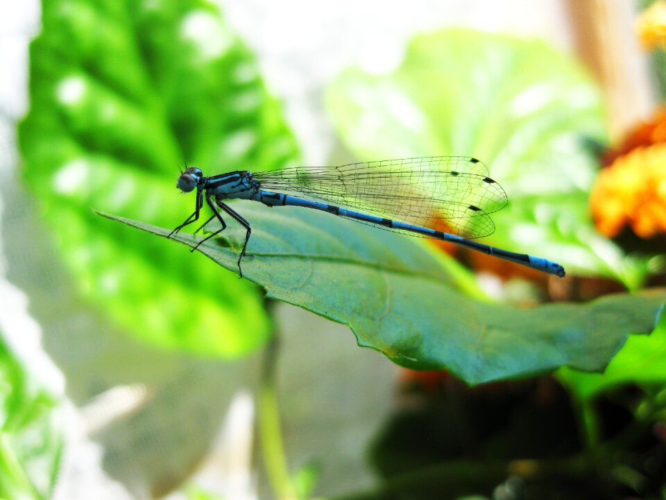 Dragonfly blue sheet