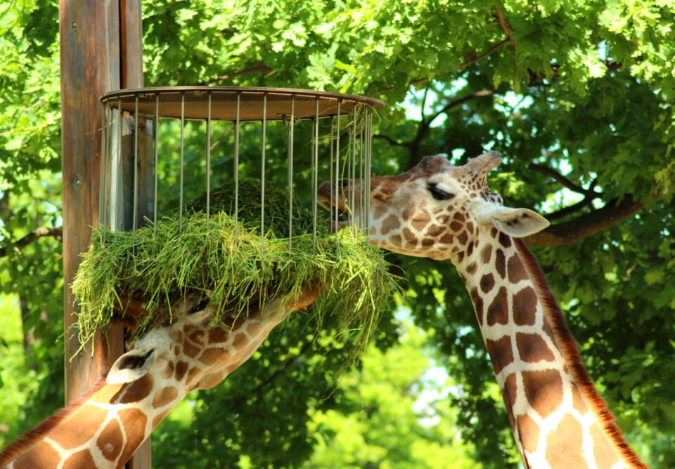 Close up head wild animal