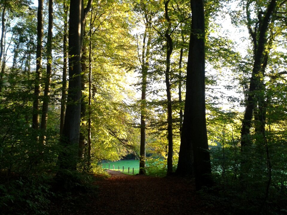 Forest path trees hiking