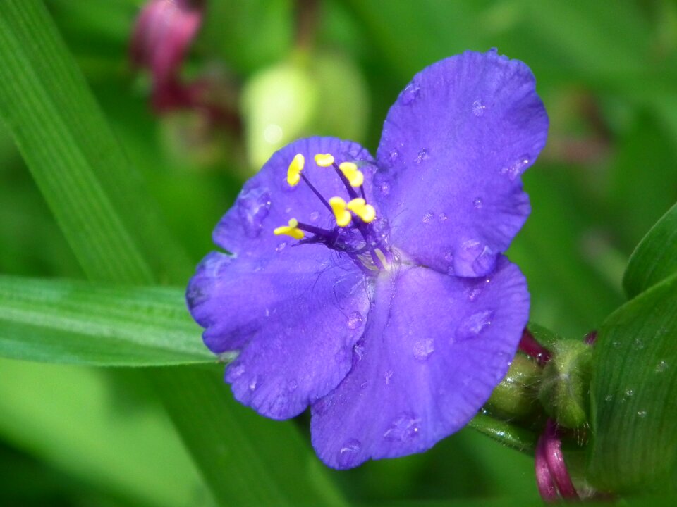 Flower drop of water close up