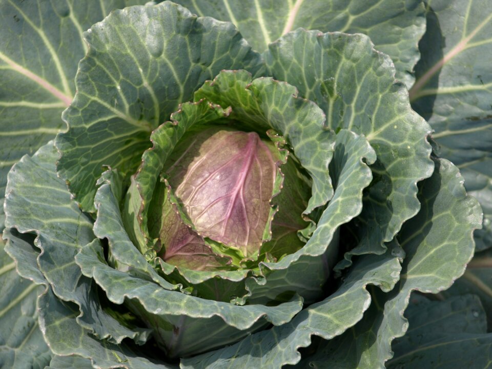 Green vegetarian leaf