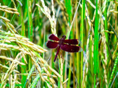 Bug plant wildlife photo