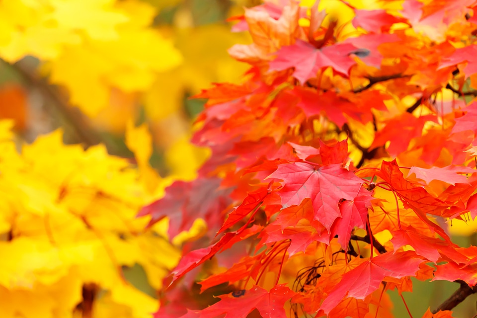 Bright color fall