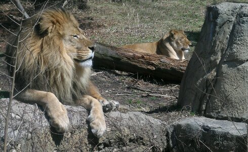 Lion king mane photo