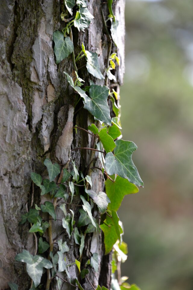 Log maple bark