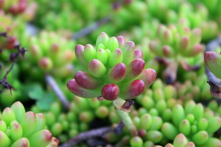 Macro nature plant photo