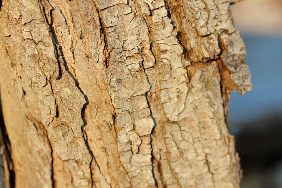 Nature wood structure