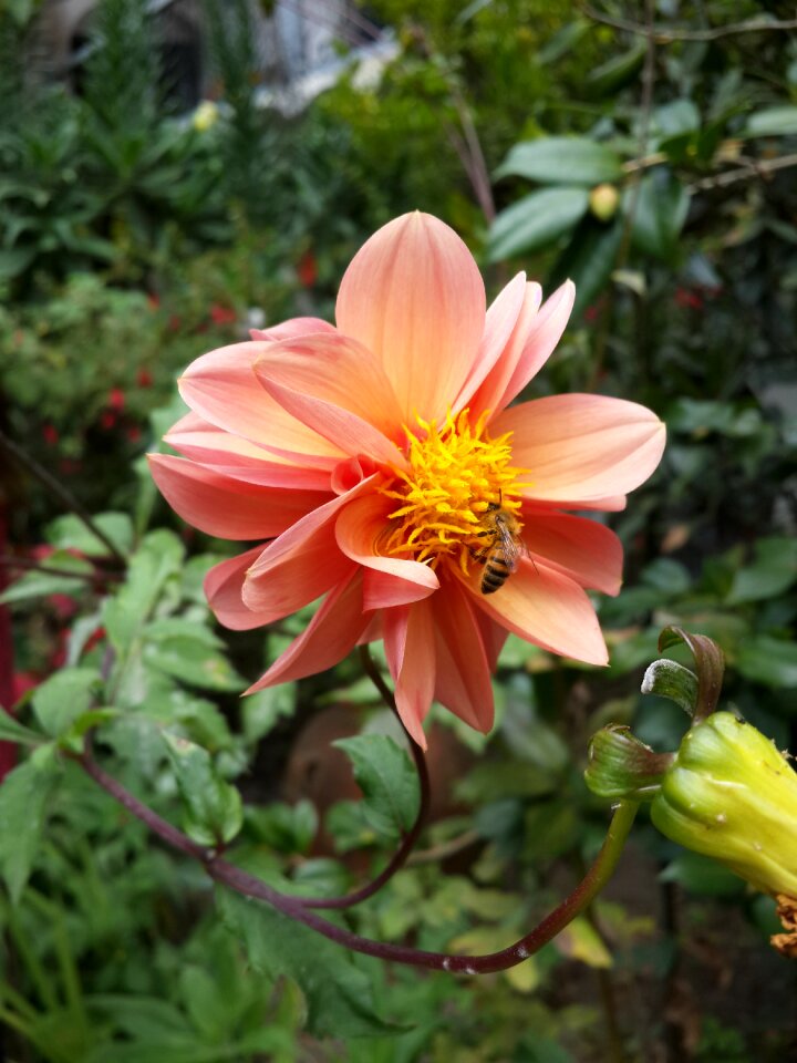 Nature pollination flowers