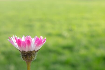 Pink composites blossom