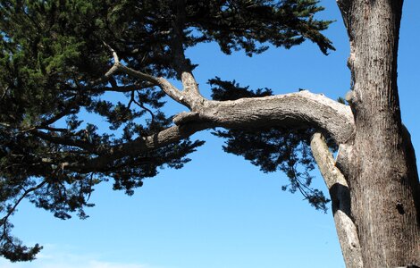 Silver bark tree closeup cypress photo
