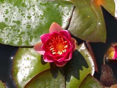 Water nature plant