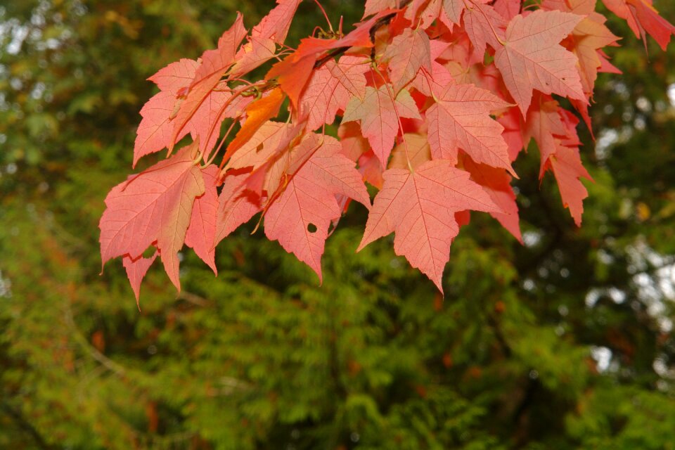 Leaf park fall