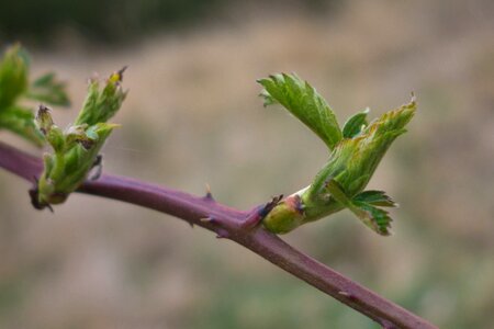 Leaf bloom nature