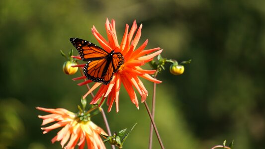 Flower monarch garden