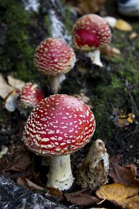 Red autumn fungi photo