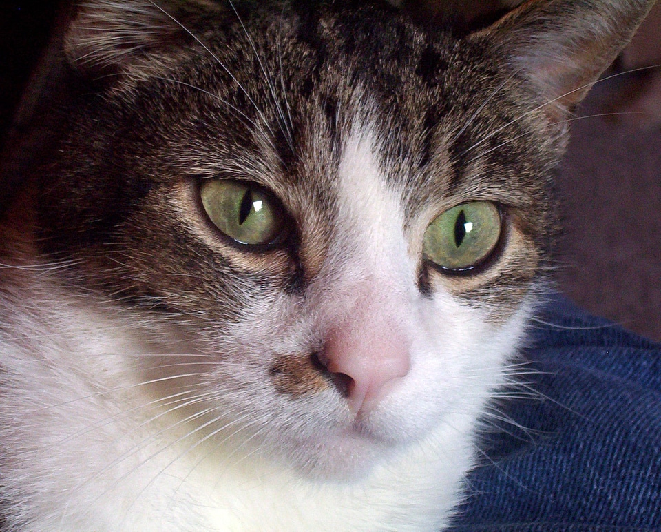 Feline kitten domestic