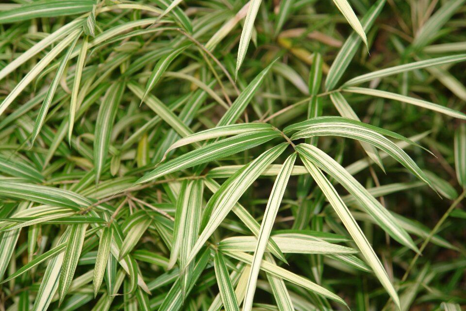Green natural branch