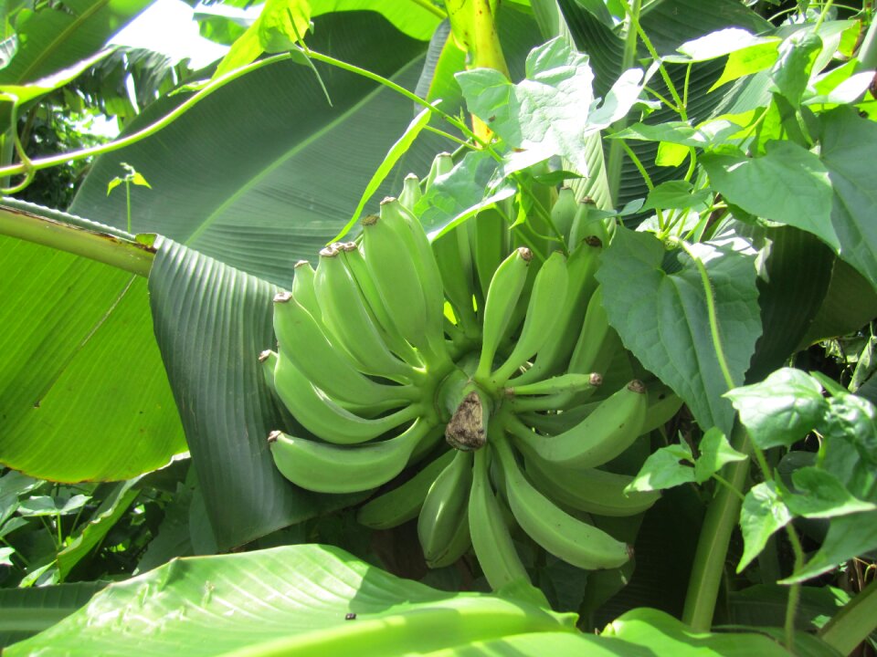 Banana green leaf summer