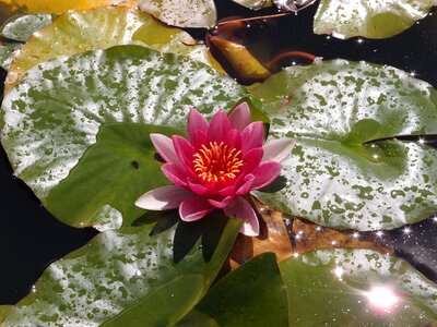 Water nature plant