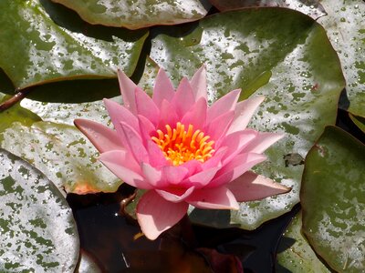 Water nature plant