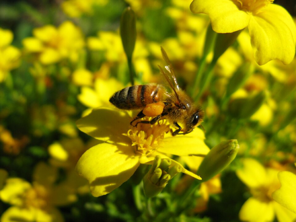 Apis mellifera yellow flower