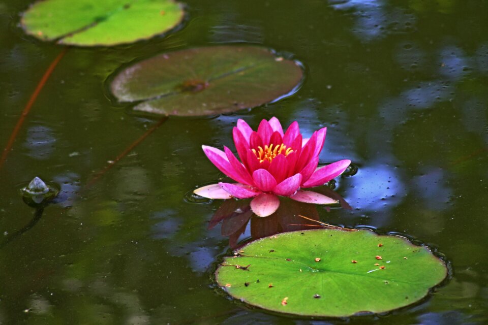 Water pink green