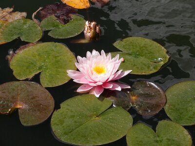 Water nature plant