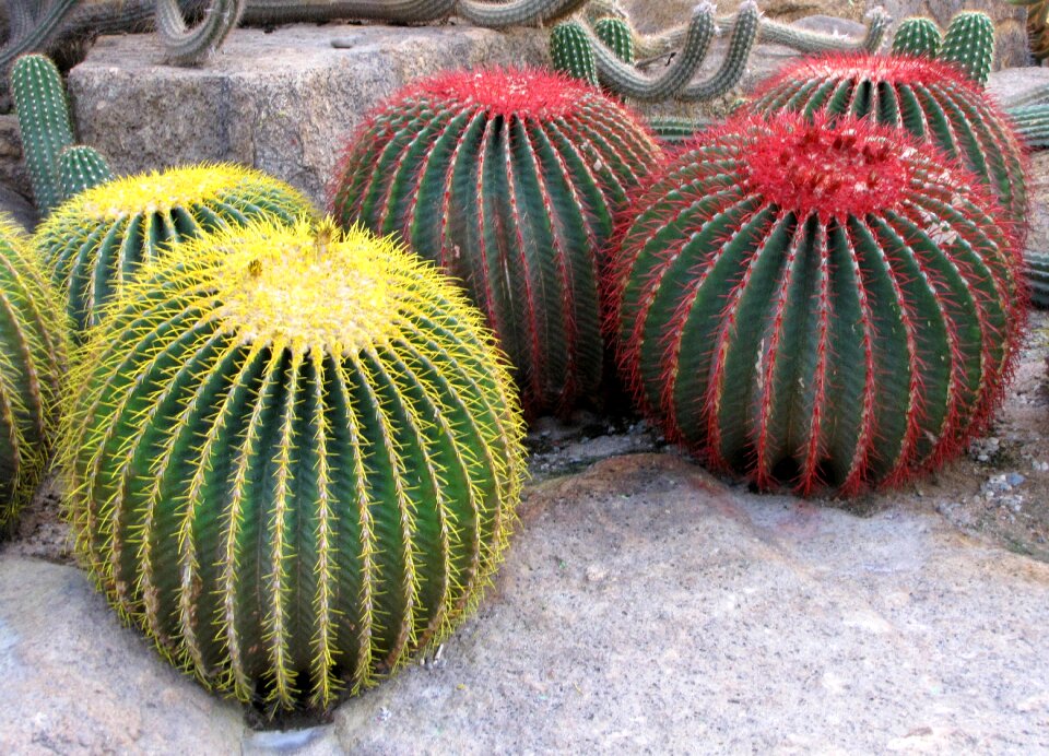 Tropical plants nature journey
