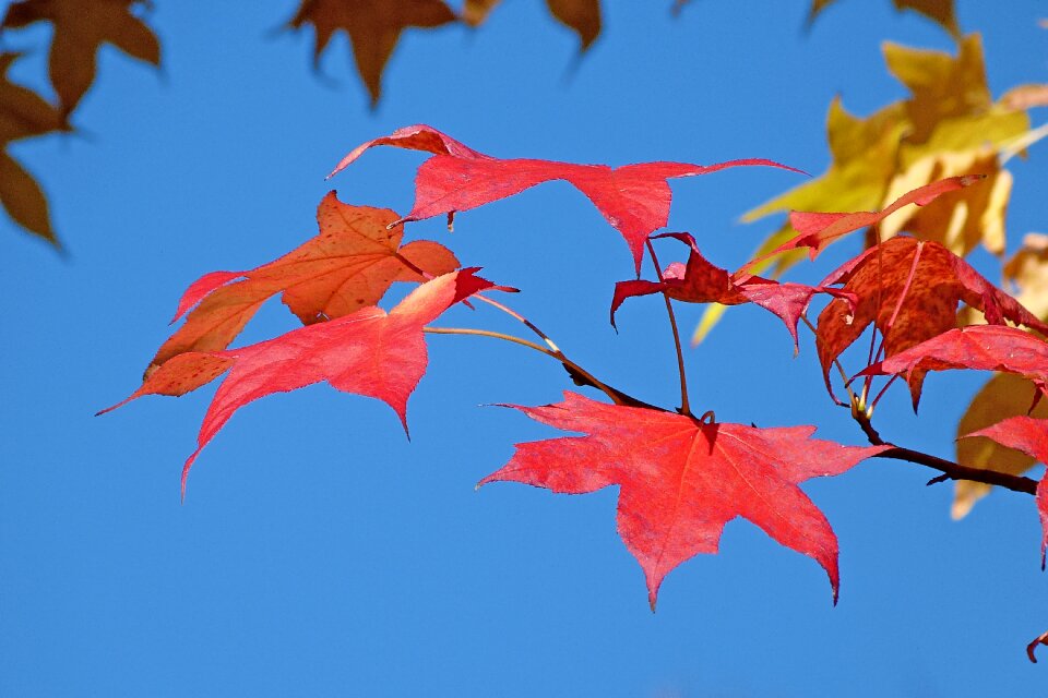 Leaves contrast color photo