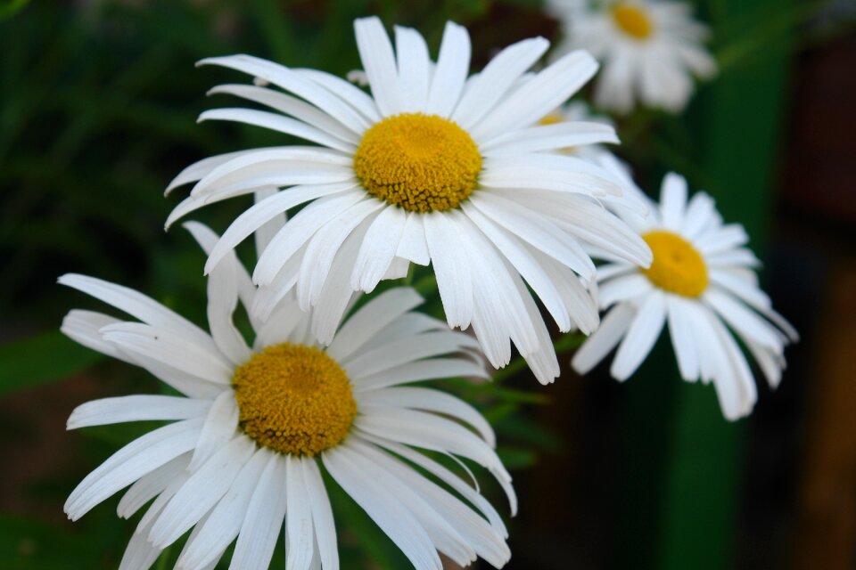 White summer nature
