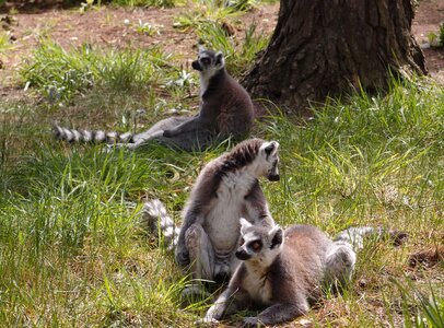 Nature mammal ring-tailed photo