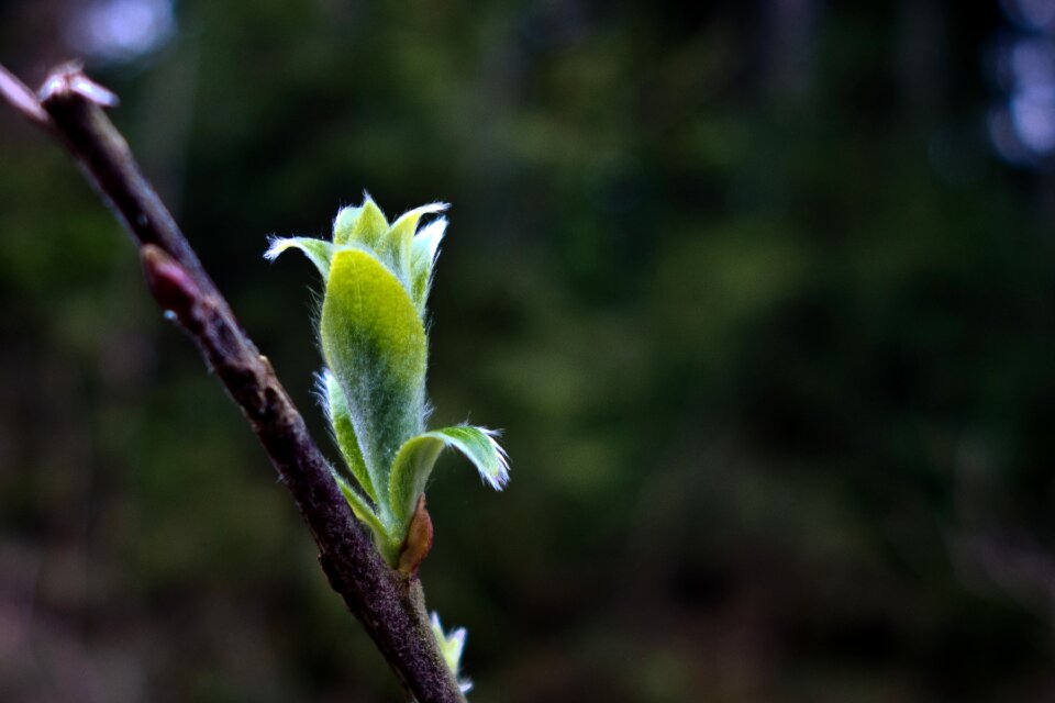 Bud blossom bloom