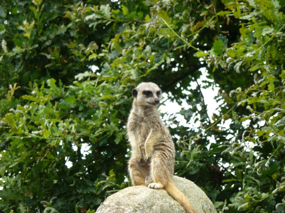Wildlife nature alert