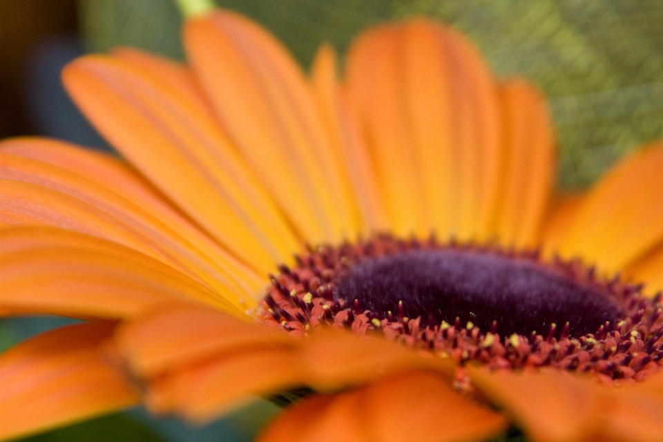 Florist macro detail