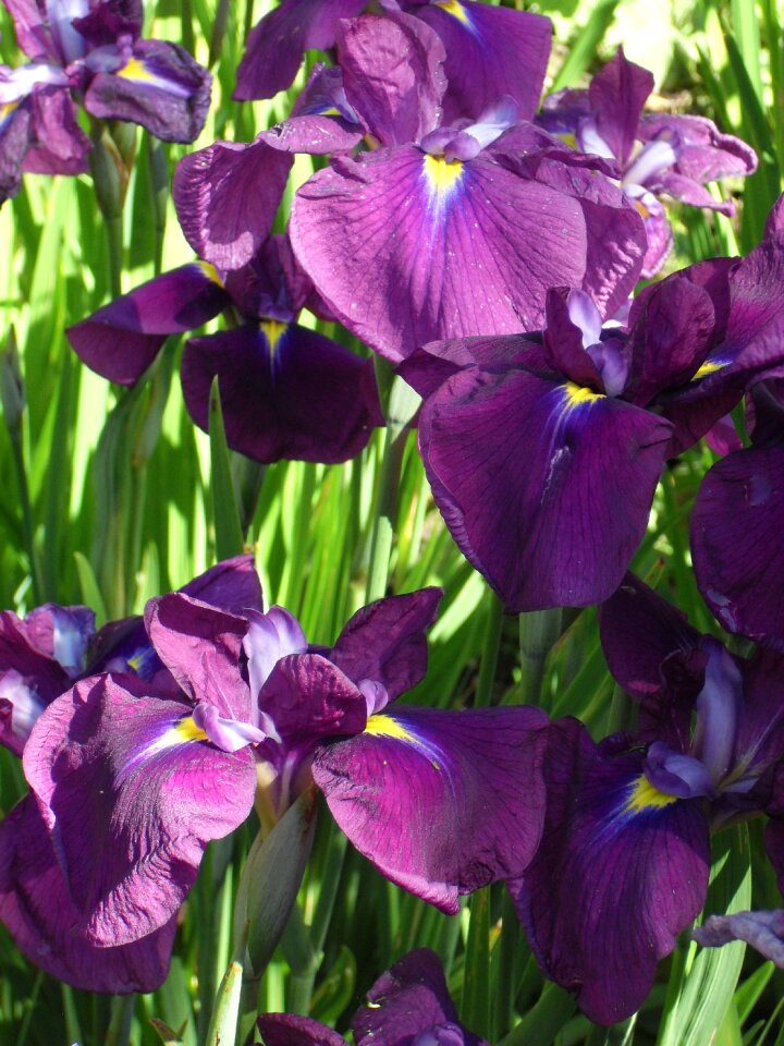 Iris botanical
