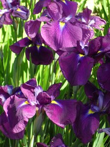Iris botanical