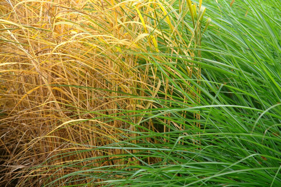 Yellow plant nature