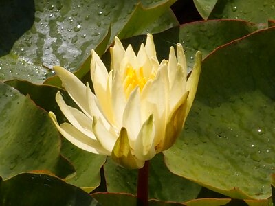 Water nature plant